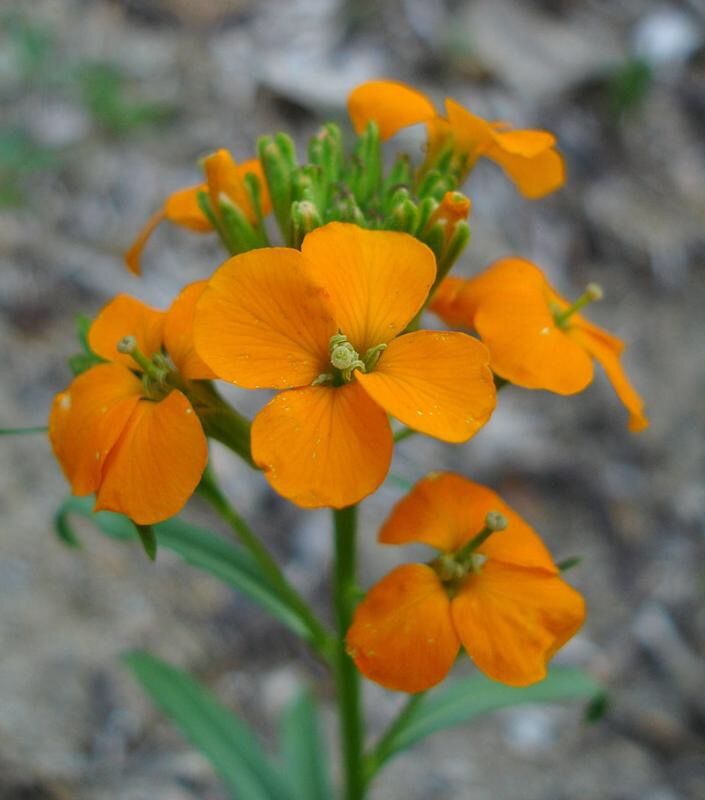 Art from Maker&nbsp;Faire