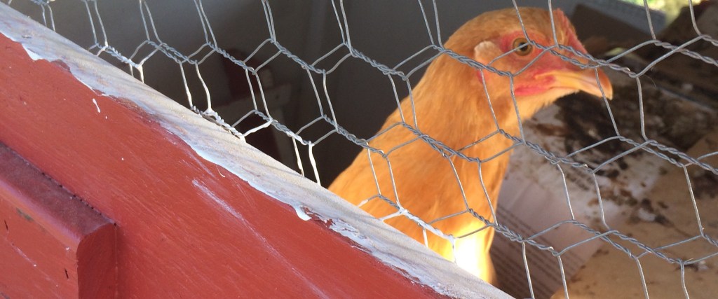 Nobody Here But Us&nbsp;Chickens…