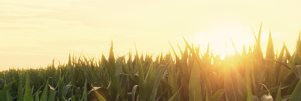 Zen and the Art of Chicken&nbsp;Maintenance