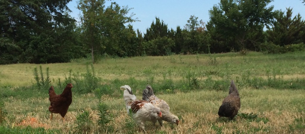 Chickens In Your&nbsp;Backyard