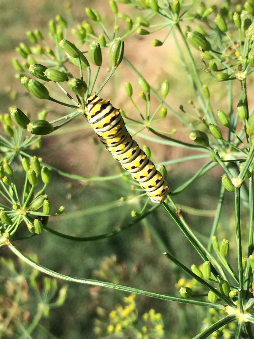 Butterflies vs. Dill