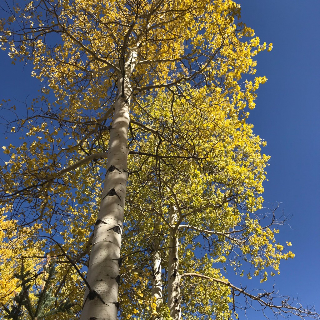 The Long Cut (Part&nbsp;One)