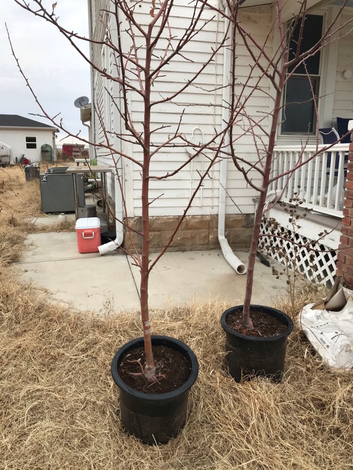 Expanding our Carbon Footprint – Accidental Homesteader